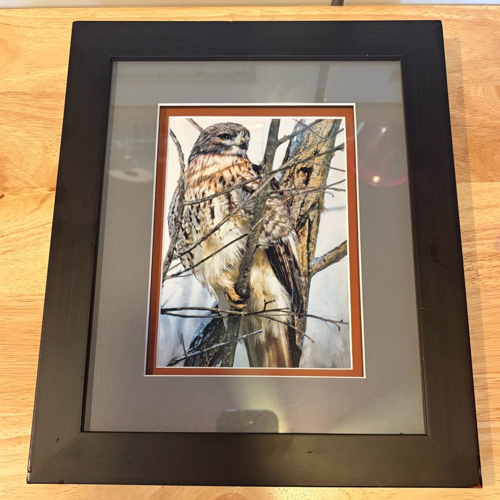 Red Tail Hawk on a Limb Double Mat Framed Art Print Size 12”x10” Nature Wildlife - Picture 2 of 6